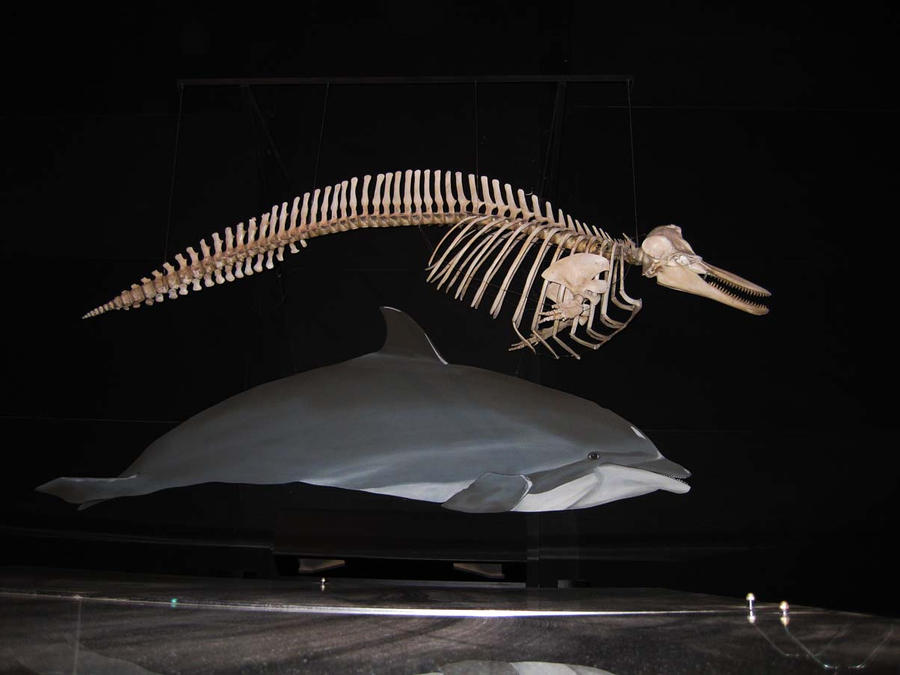 What Type Of Skeleton Do Dolphins Have 3