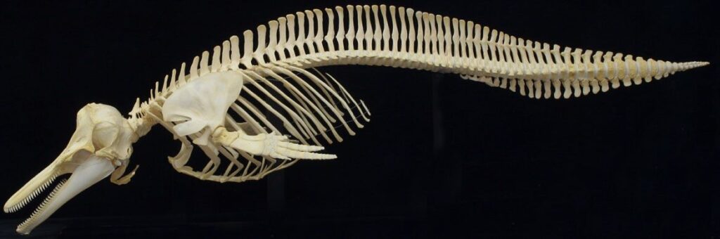 What Type Of Skeleton Do Dolphins Have 3