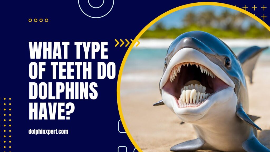 What Type Of Teeth Do Dolphins Have