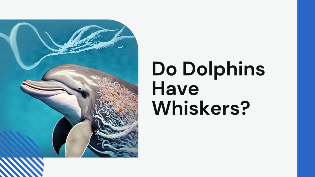 Do Dolphins Have Whiskers?