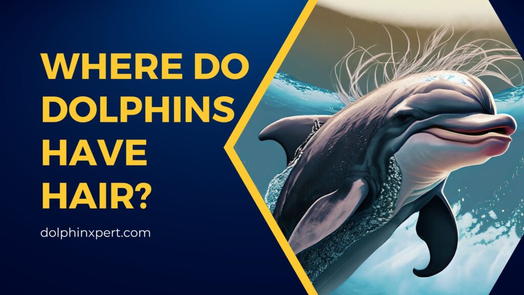 Where Do Dolphins Have Hair