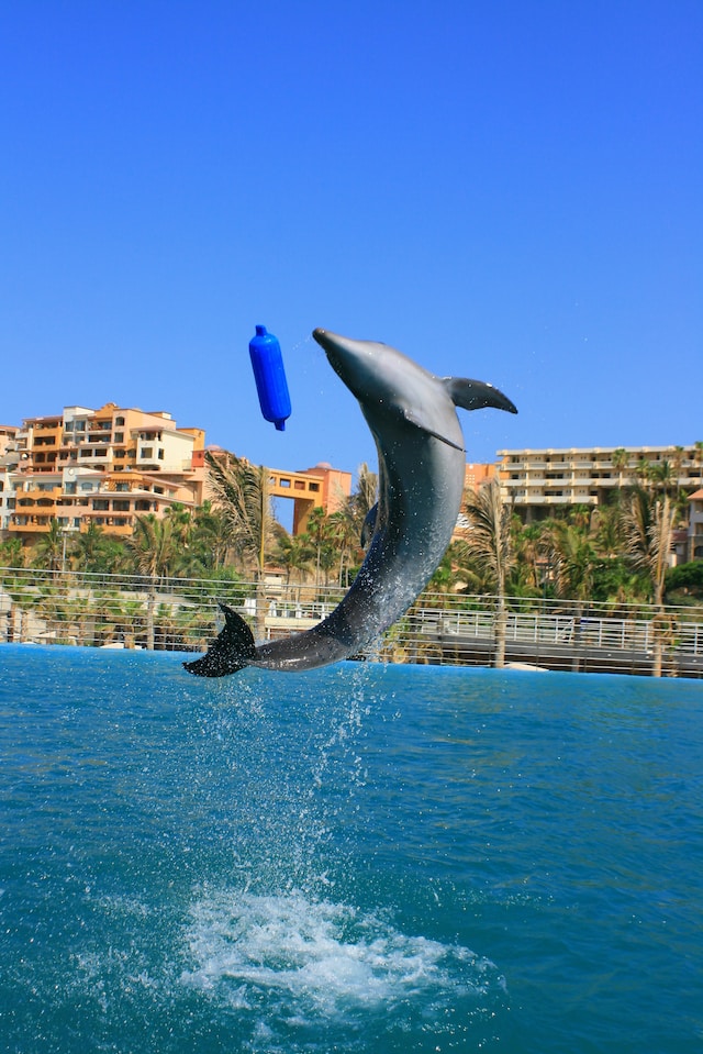 Why Do Dolphins Jump Out Of The Water?