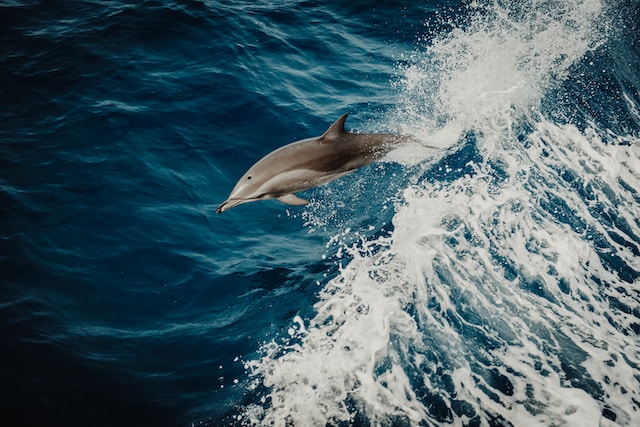 Why Do Dolphins Jump Out Of The Water?