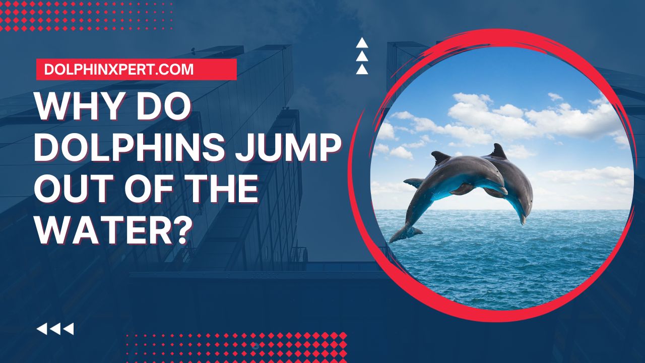 Why Do Dolphins Jump Out Of The Water