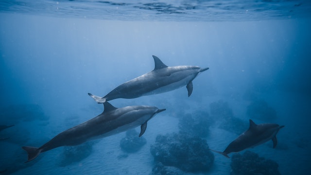 how long can dolphins hold their breath while sleeping 
