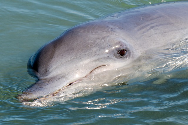 Do Dolphins Have Tear Ducts?