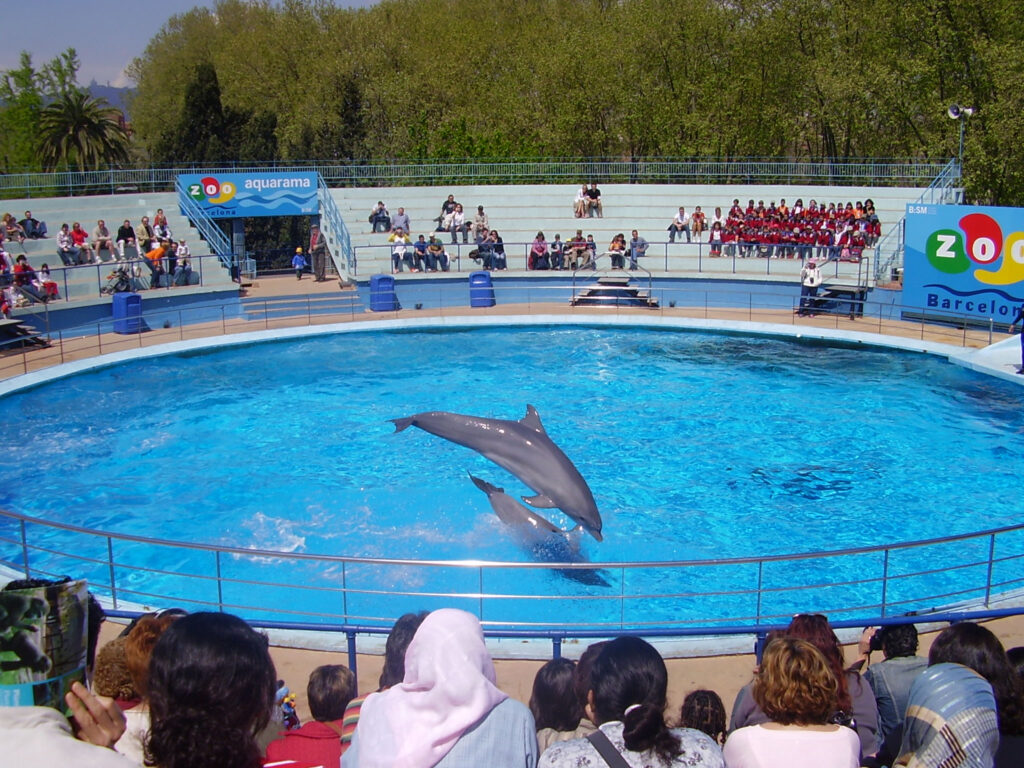 Are Dolphins Happy In Captivity