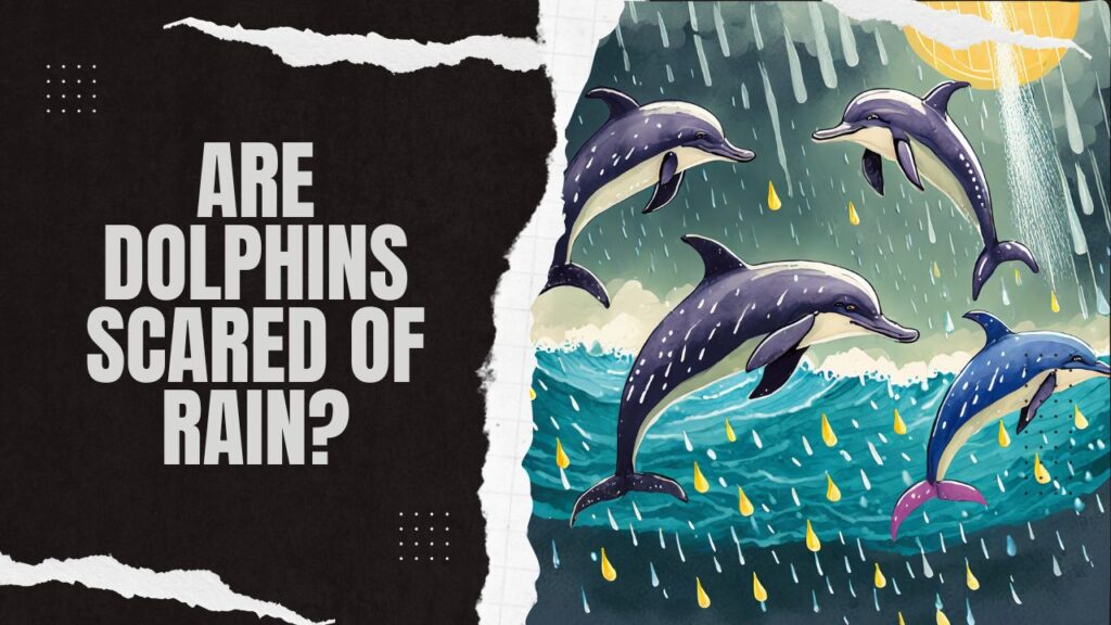 Are Dolphins Scared Of Rain