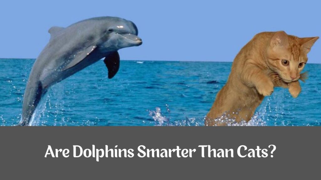 Are Dolphins Smarter Than Cats