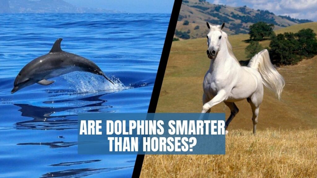 Are Dolphins Smarter Than Horses