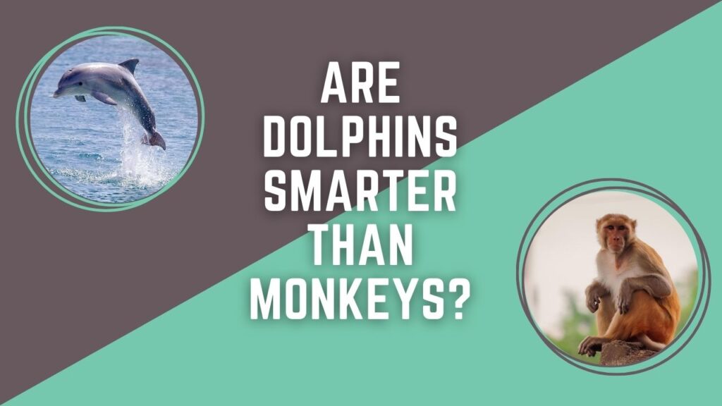 Are Dolphins Smarter Than Monkeys 
