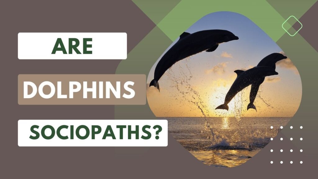 Are Dolphins Sociopaths