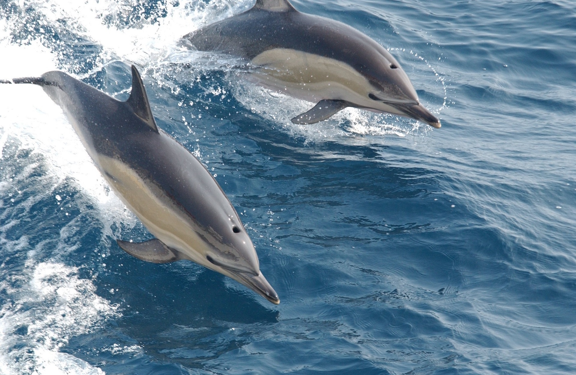 Are Dolphins Sociopaths