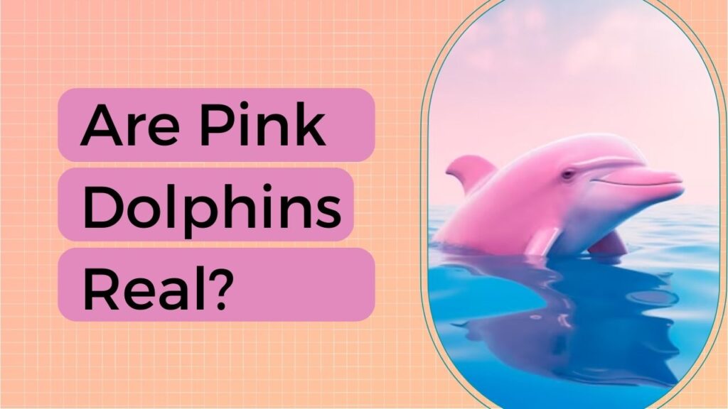 Are Pink Dolphins Real
