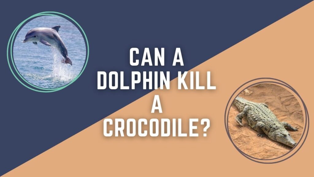 Can A Dolphin Kill A Crocodile
