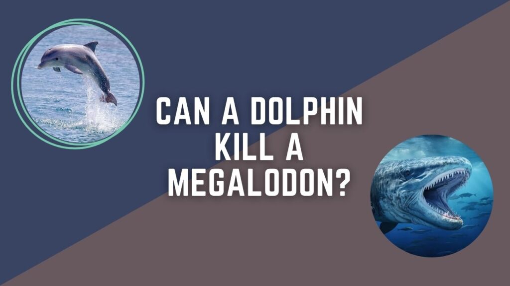Can A Dolphin Kill A Megalodon