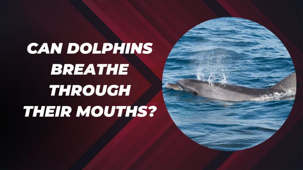 Can Dolphins Breathe Through Their Mouths (1)