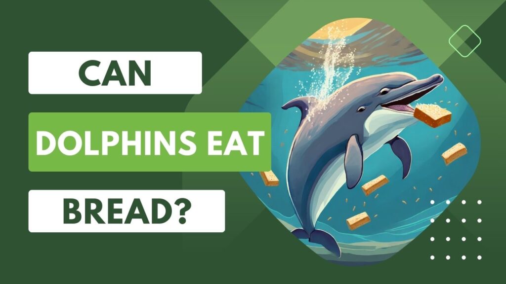 Can Dolphins Eat Bread