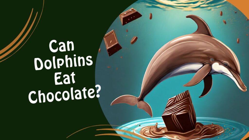 Can Dolphins Eat Chocolate
