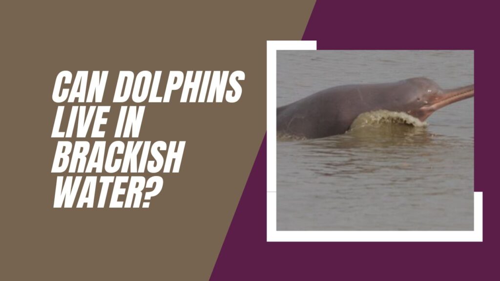 Can Dolphins Live In Brackish Water
