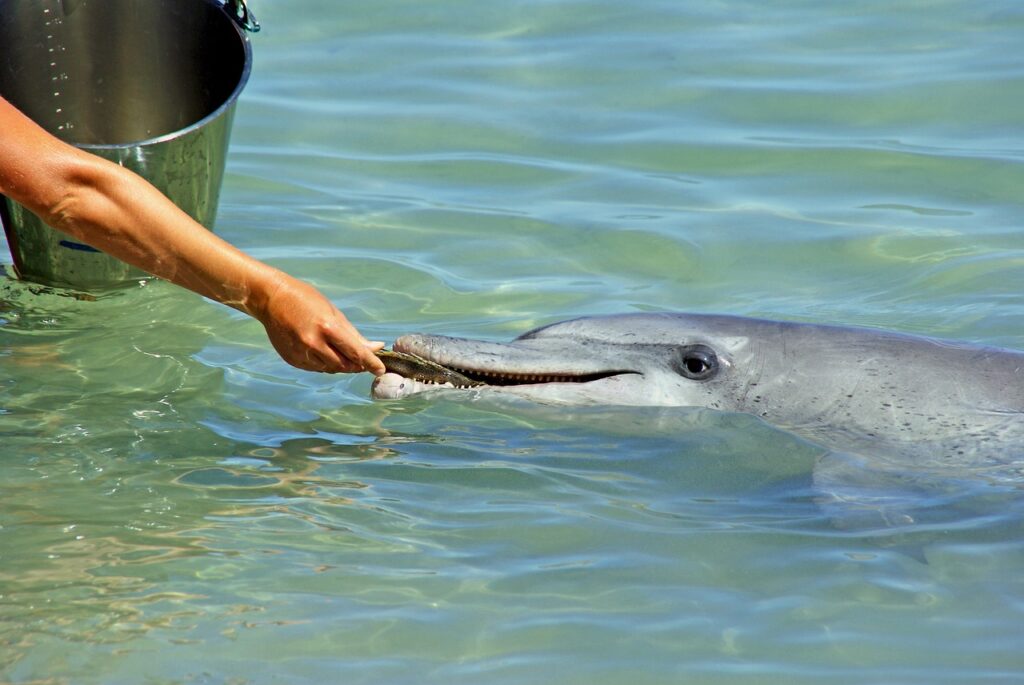 Do Bottlenose Dolphins Eat Salmon