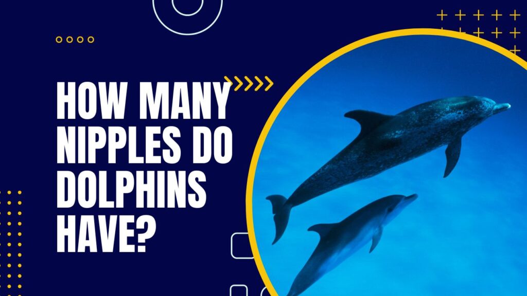 Do boy dolphins have nipples