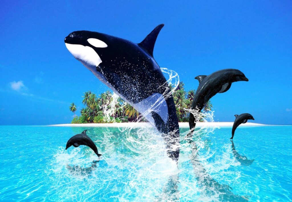 Do Dolphins Attack Orcas 