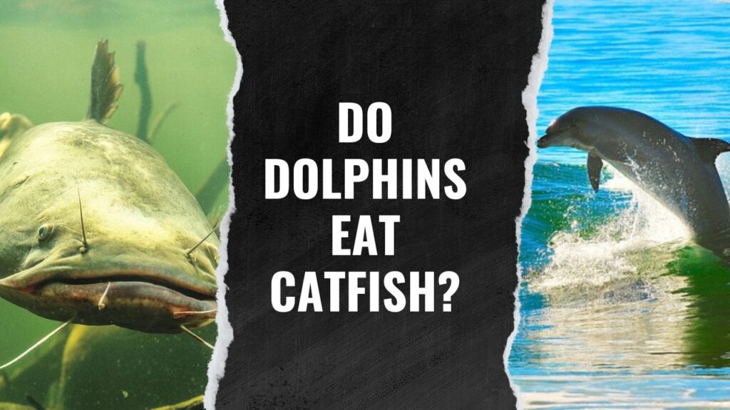 Do Dolphins Eat Catfish