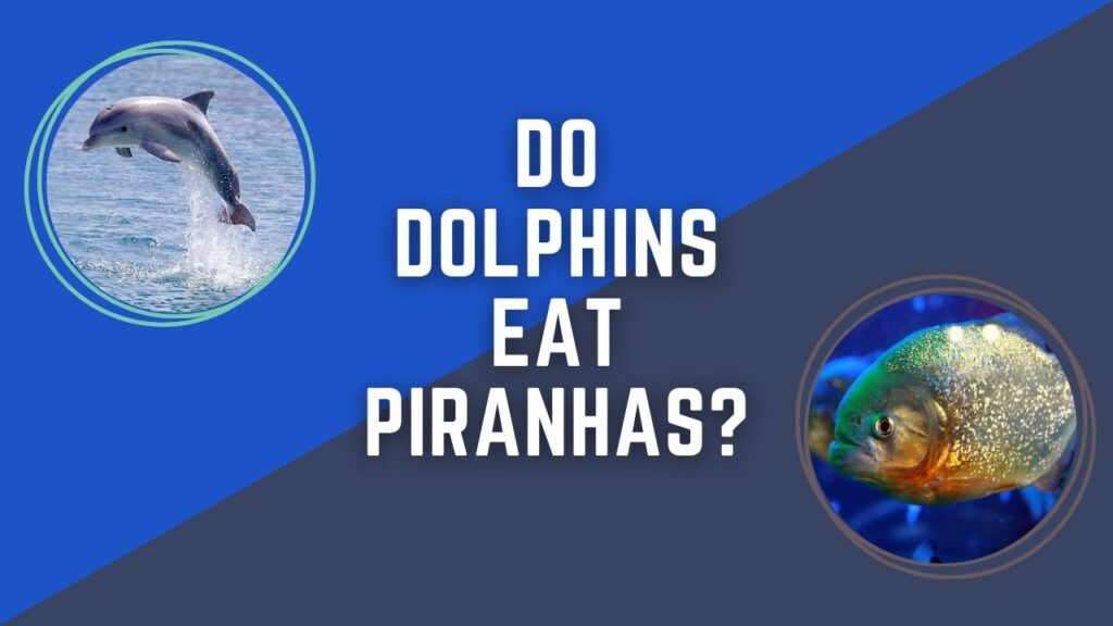 Do Dolphins Eat Piranhas