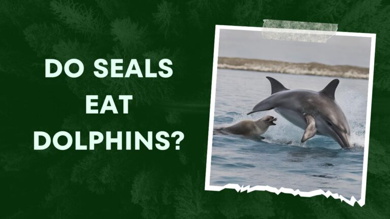 Do Dolphins Eat Seals? Unraveling the Mystery | DolphinXpert