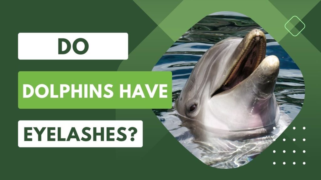 Do Dolphins Have Eyelashes