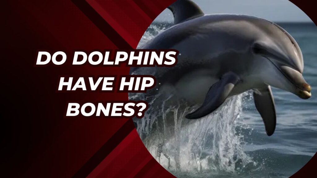 Do Dolphins Have Hip Bones