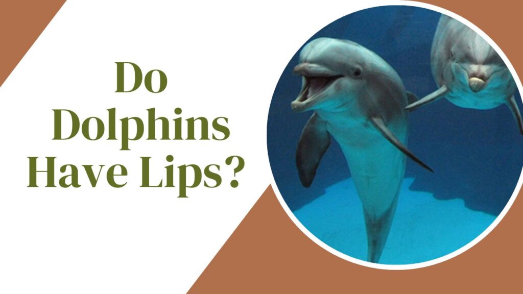 Do Dolphins Have Lips