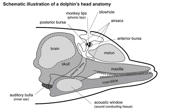 Do Dolphins Have Vocal Cords