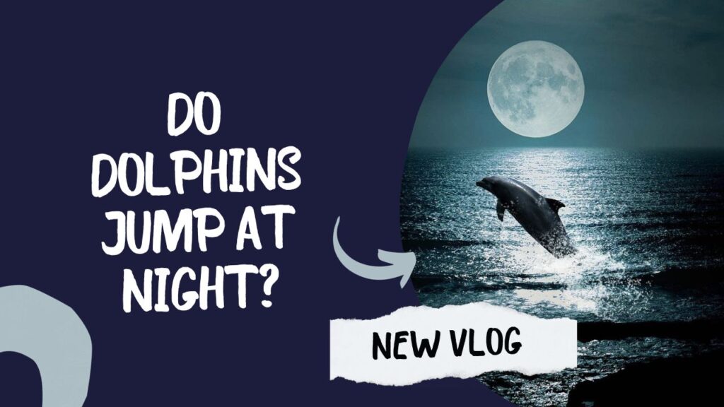 Do Dolphins Jump At Night