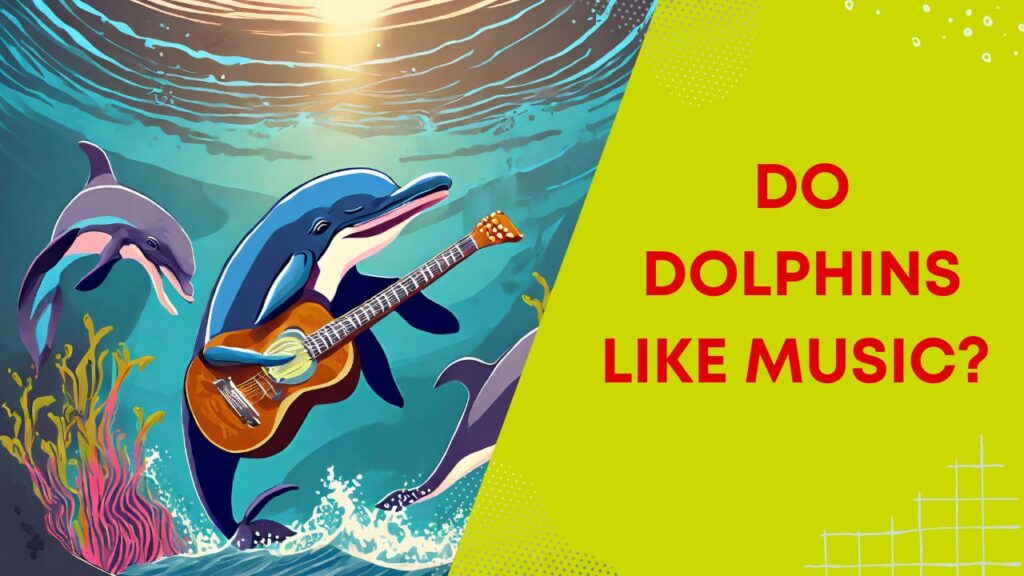 Do Dolphins Like Music 