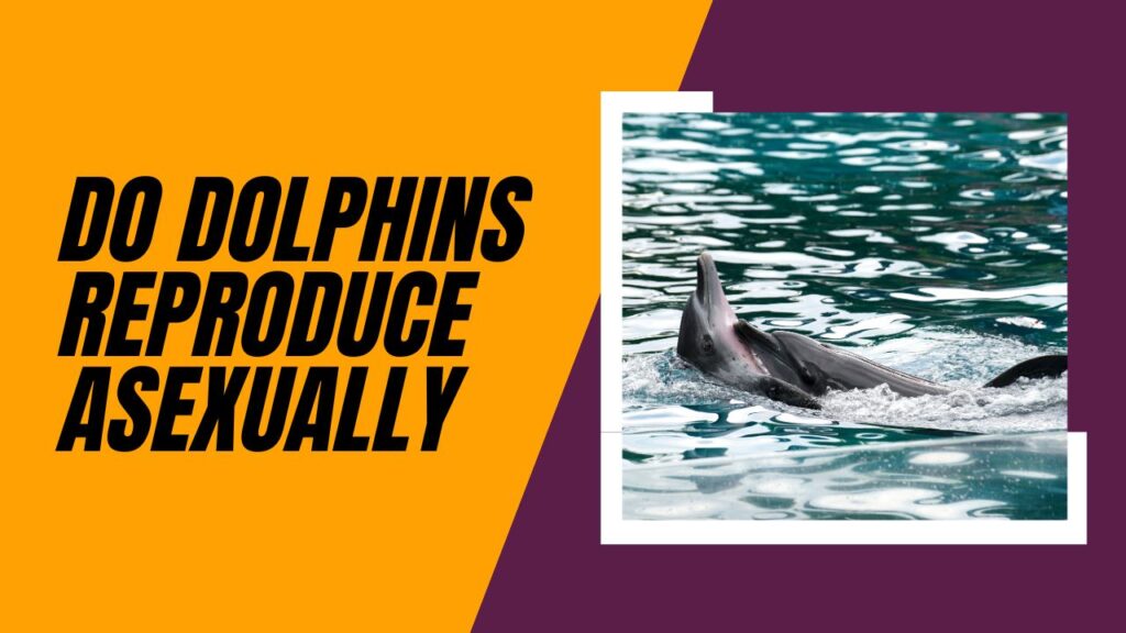 Do Dolphins Reproduce Asexually