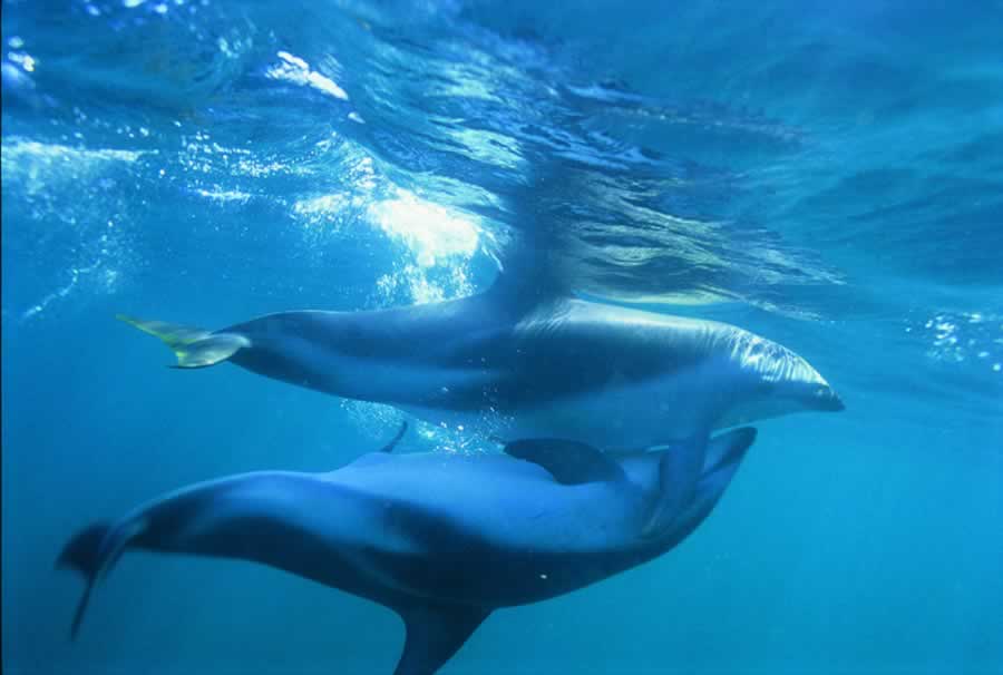 Do Dolphins Reproduce Asexually 2