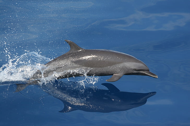 Do Dolphins Swim Alone