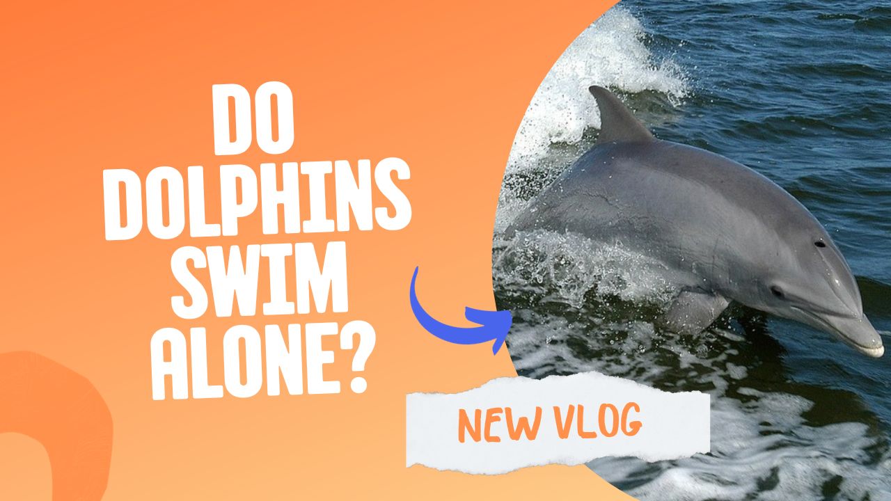 Do Dolphins Swim Alone? The Surprising Social Behavior | DolphinXpert