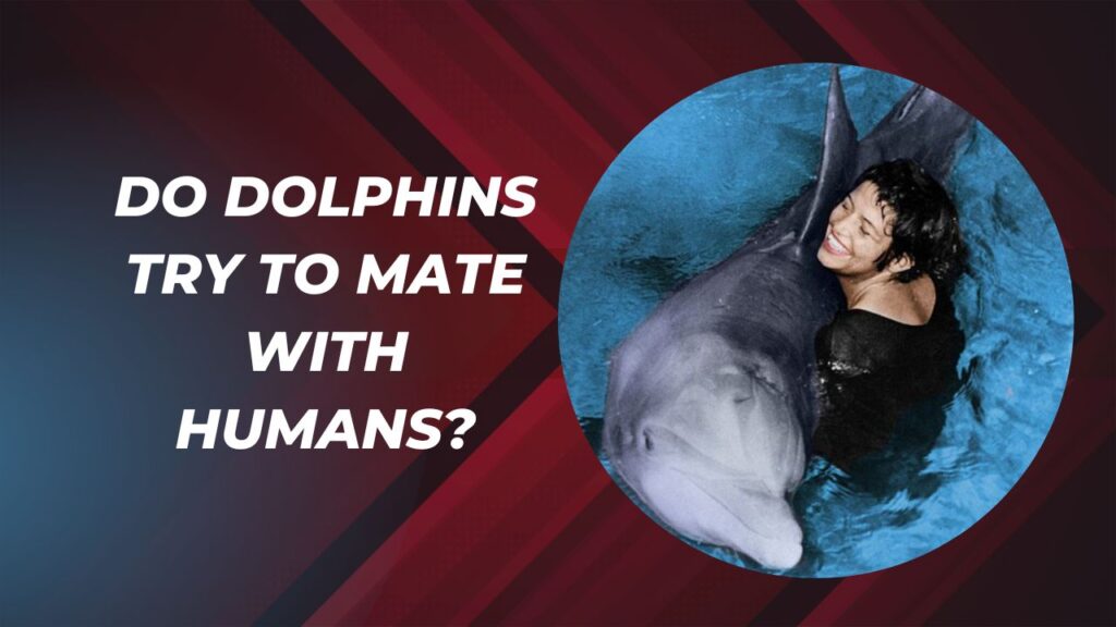 Do Dolphins Try To Mate With Humans