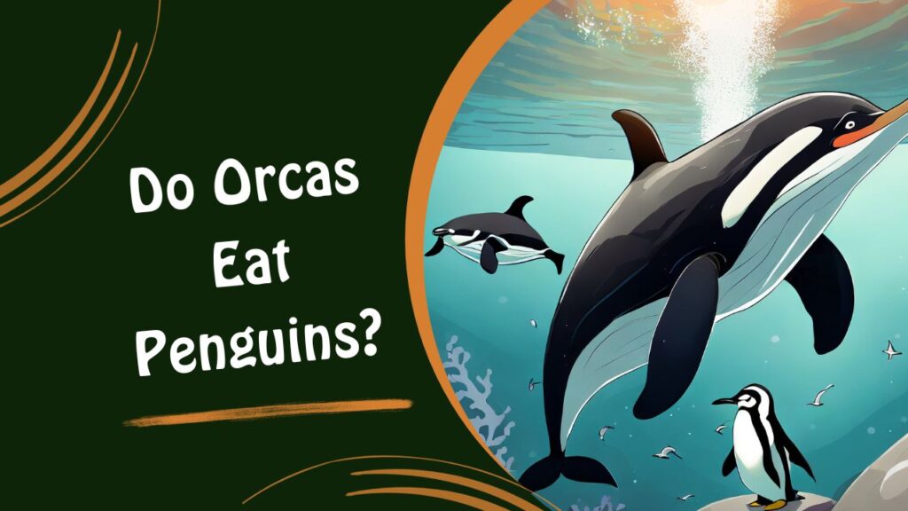 Do Orcas Eat Penguins