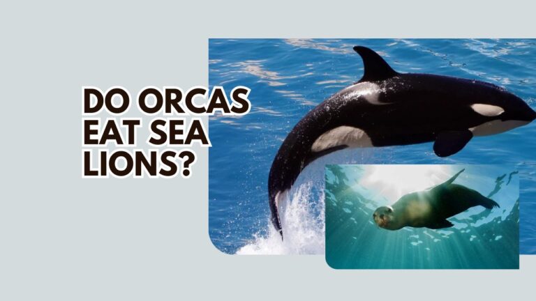 Do Orcas Eat Sea Lions? The Fascinating Predatory Behavior | DolphinXpert