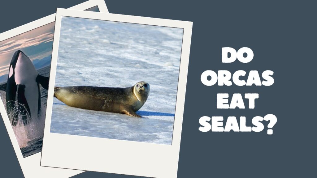 Do Orcas Eat Seals