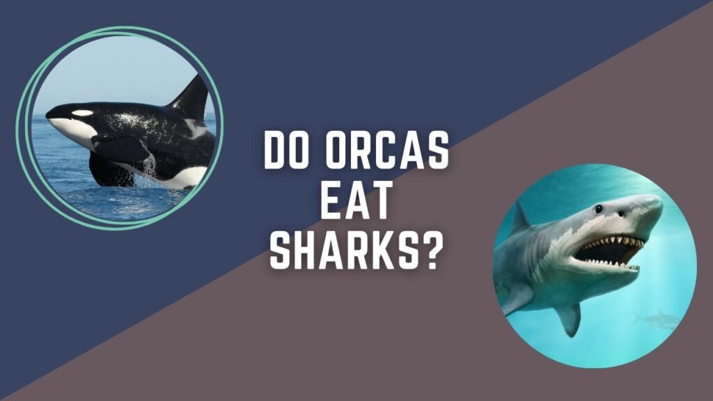 Do Orcas Eat Sharks