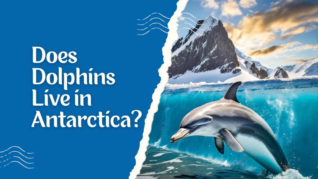 Does Dolphins Live in Antarctica 