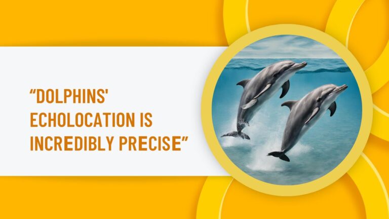 How Do Dolphins Communicate Via Echolocation? Echoes Of The Sea ...