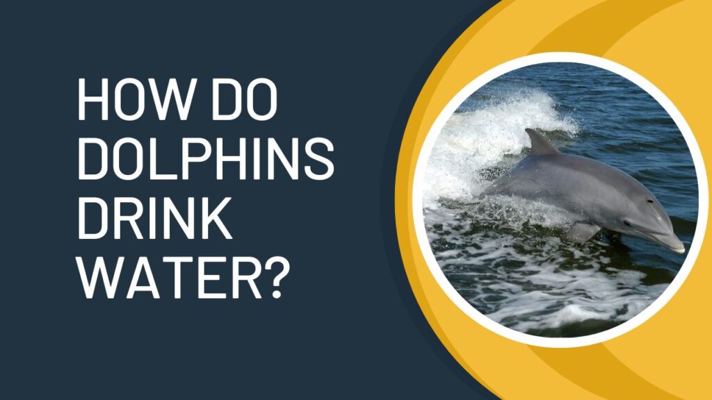 How Do Dolphins Drink Water