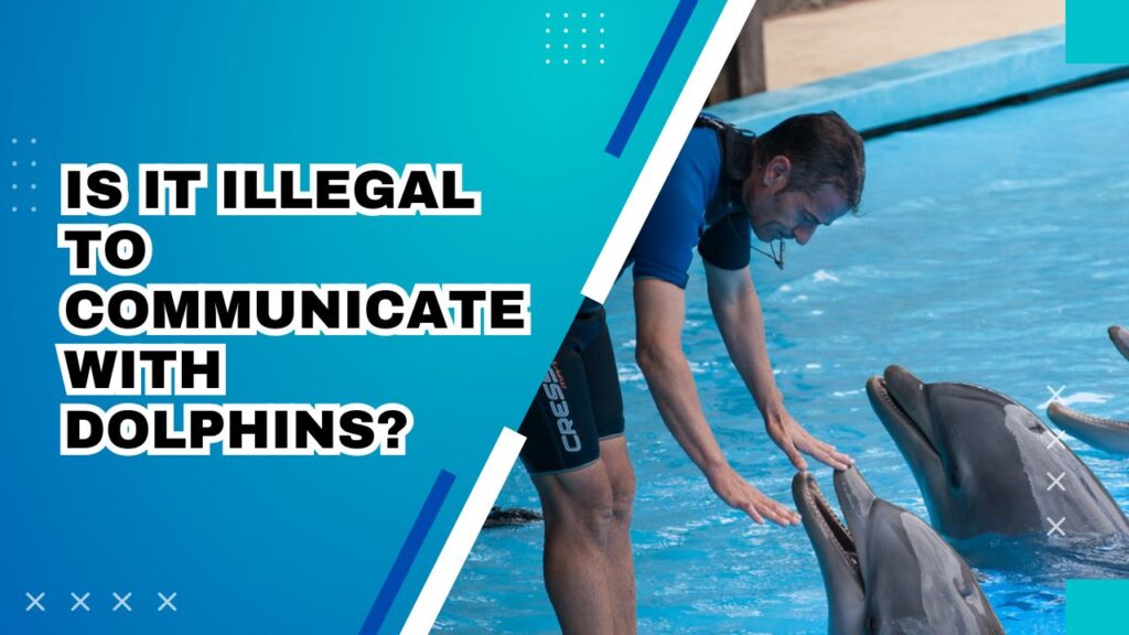 Is It Illegal To Communicate With Dolphins 