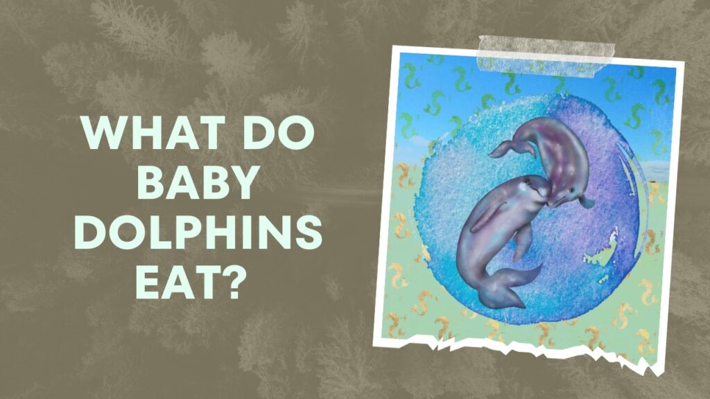 What Do Baby Dolphins Eat 